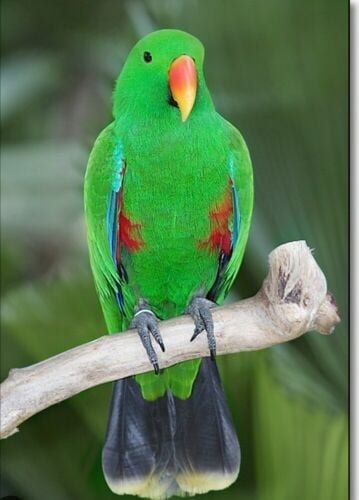 ELECTICS PARROT