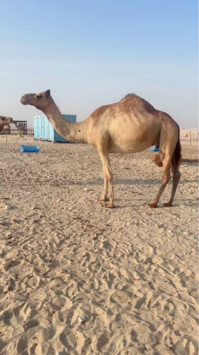 خلفه طيبه
