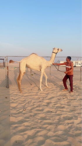 حقه تروح لقيه