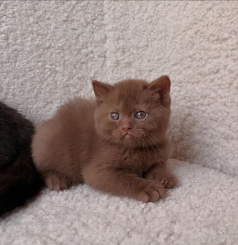 British short hair kitten