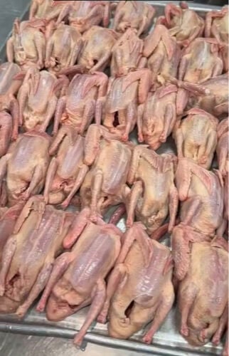 فراخ الحمام الزاجل