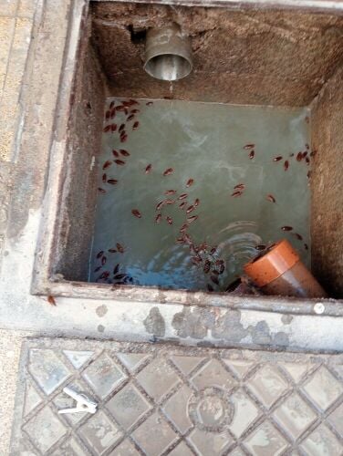 sewage