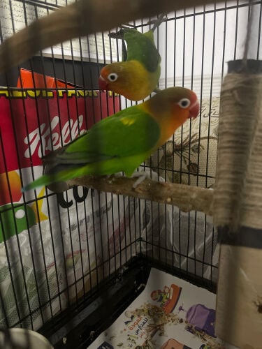 Fischer bird for sale