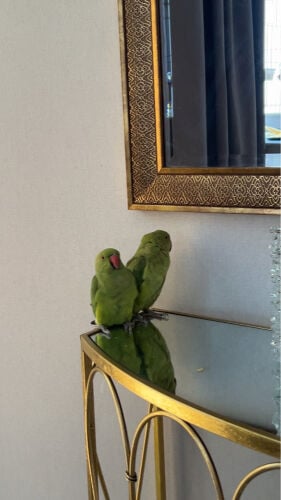 للبيع الدره 