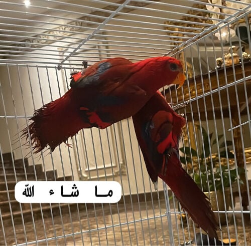 للبيع زوج ريد لوري