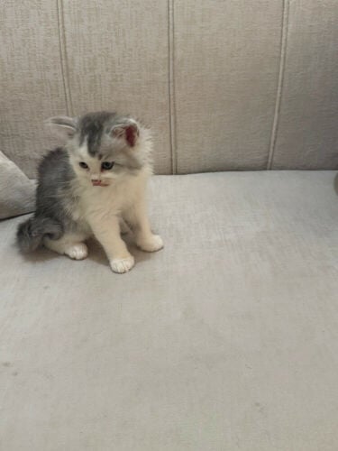 بسة