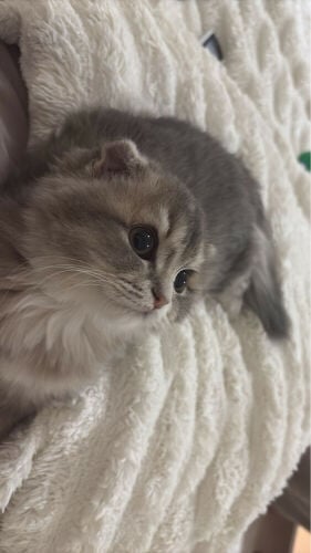 ميكا و سنو