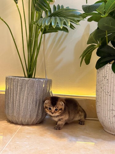 قطط سكوتش فولد بيور