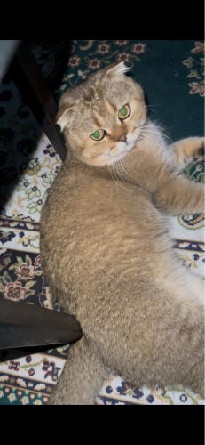 سكوتش فولد