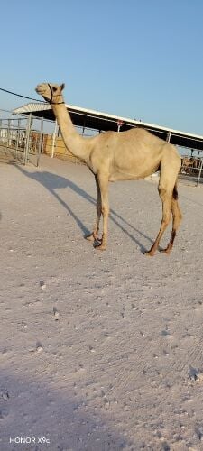 للبيع بكره لقيه طيبة