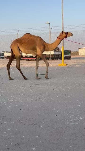 جزعة