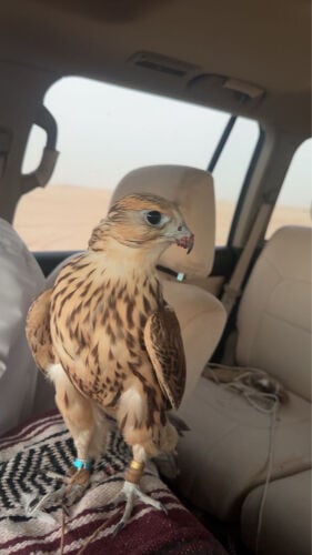 قرموشه 