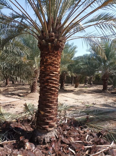 نخل مثمر 