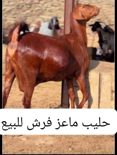 حليب ماعز فرش 