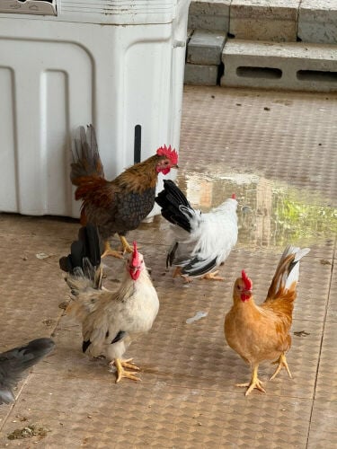 Japanese dwarf roosters