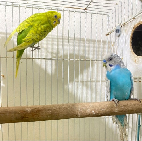 Budgies 1 Pair without cage = Qr70