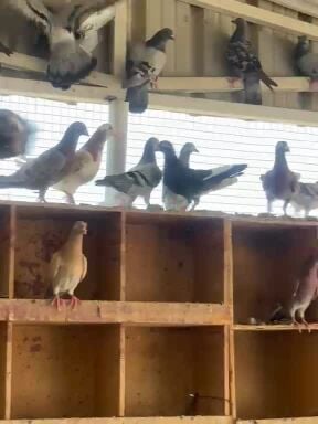 Jazel Pigeon