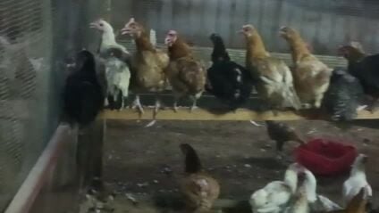 Rooster&hen chicken for sale