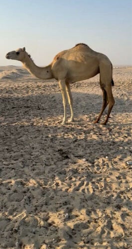 بكر مصعد شهر 5