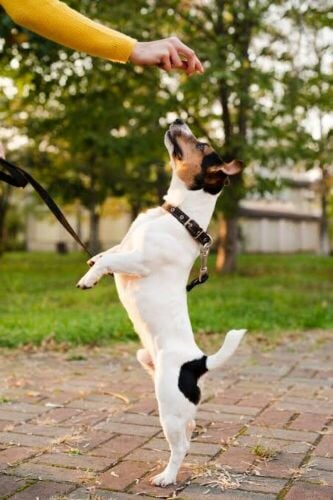 k9 Dogs trainer Available