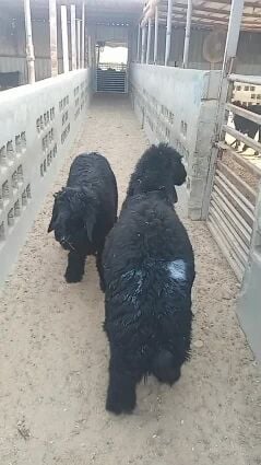 arabic sheeps