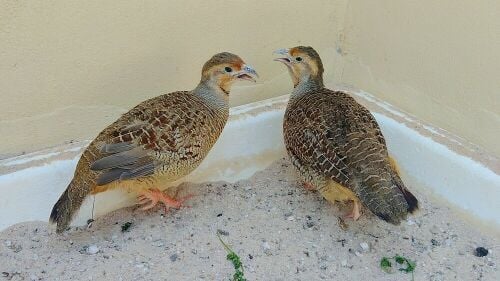 Healthy Jumbo size breeding teetar