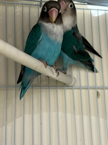 blue love birds for sale 