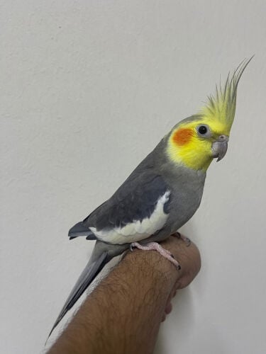 Singing Cockatiel for Sale  350 QR