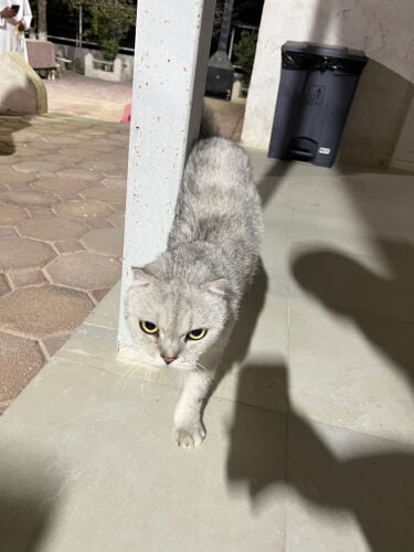 قط