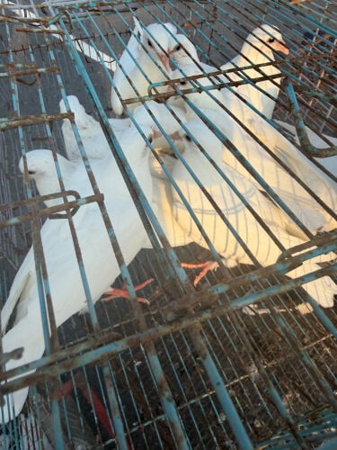 French pigeon jumbo for eating