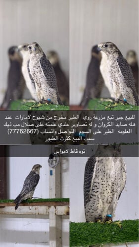 جير تبع مزرعة روي الطير على السوم
