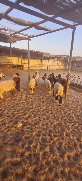 طليان سوريه وعرب