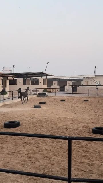 مهر عربي لتواصل 66755888