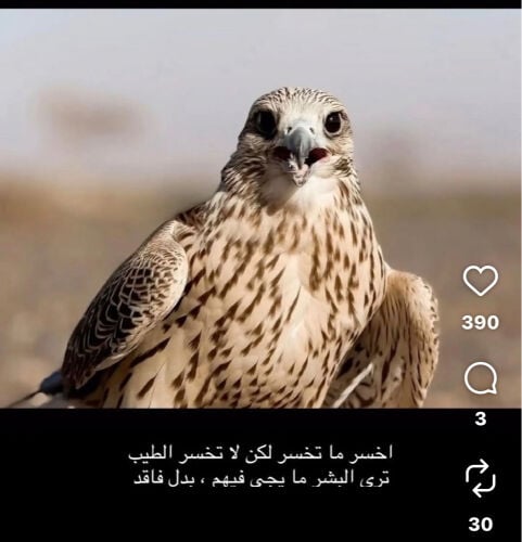 طياره فانتوم تدريب الطيور 