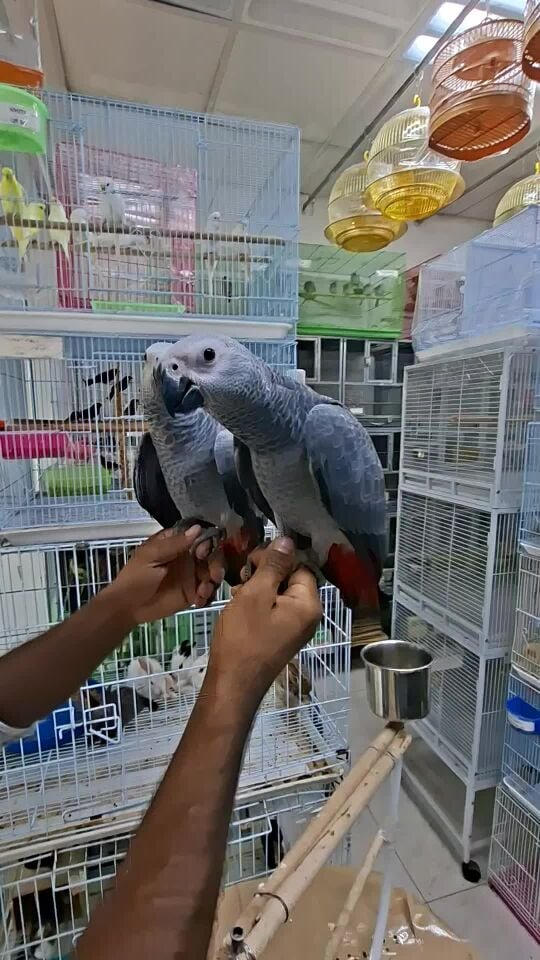 فروخ كاسيكو