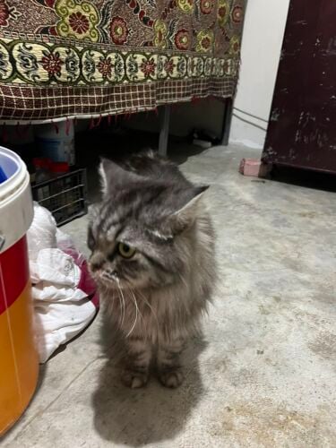 cat Siberian