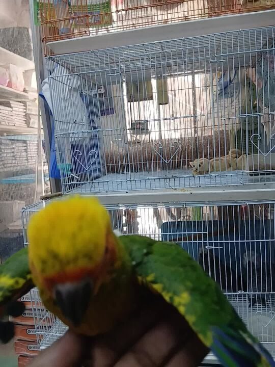 Sun Conure Baby