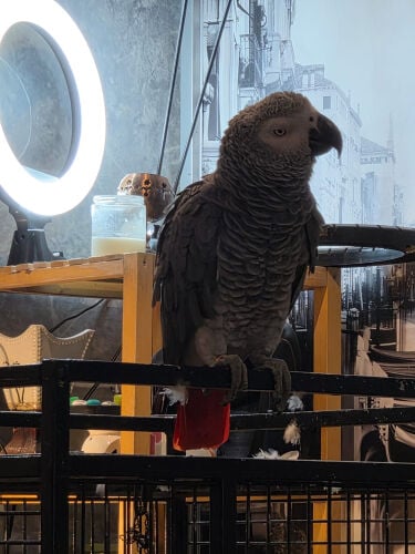 grey parrot