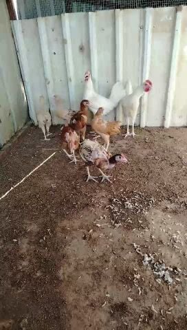Pakistani male chicken