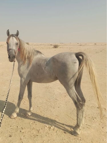 حصان عربي اصيل مع جوازه