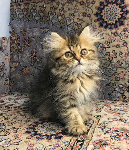 Scottish longhair 