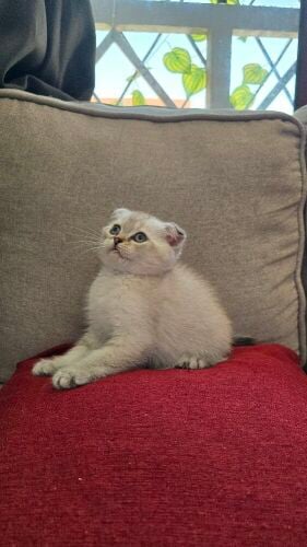 kitten Scottish Fold silver point