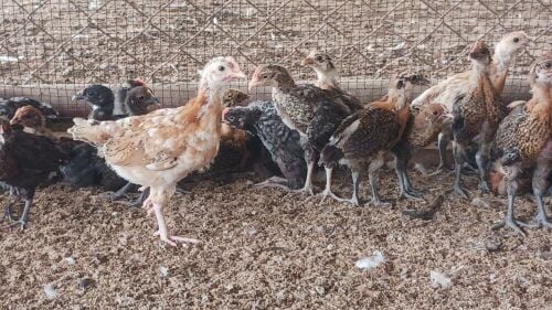 Desi baladee chicken for sale