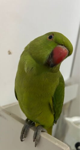 درة هِندي اليف و يبوس