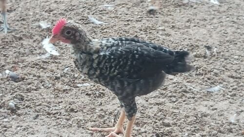 Desi baladee chicken for sale
