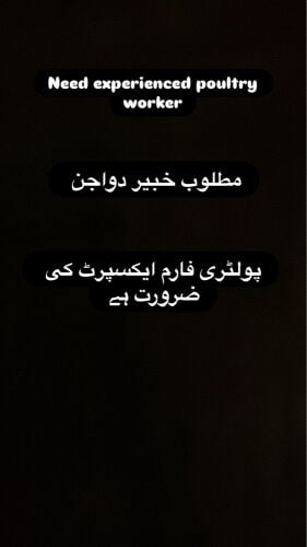  خبير في الدواجن 