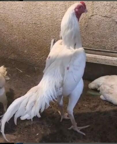 PURE WHITE O SHAMO PAIR