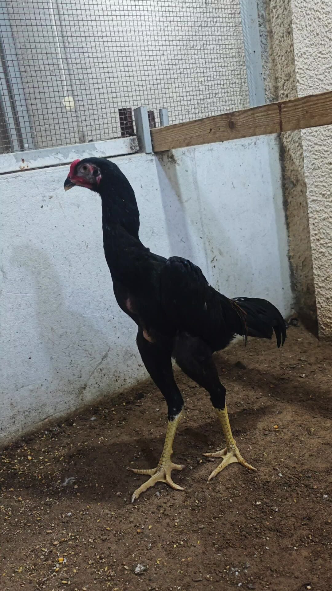 BLACK O SHAMO MALE