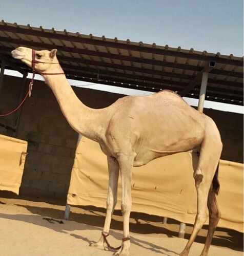 ثنيه 