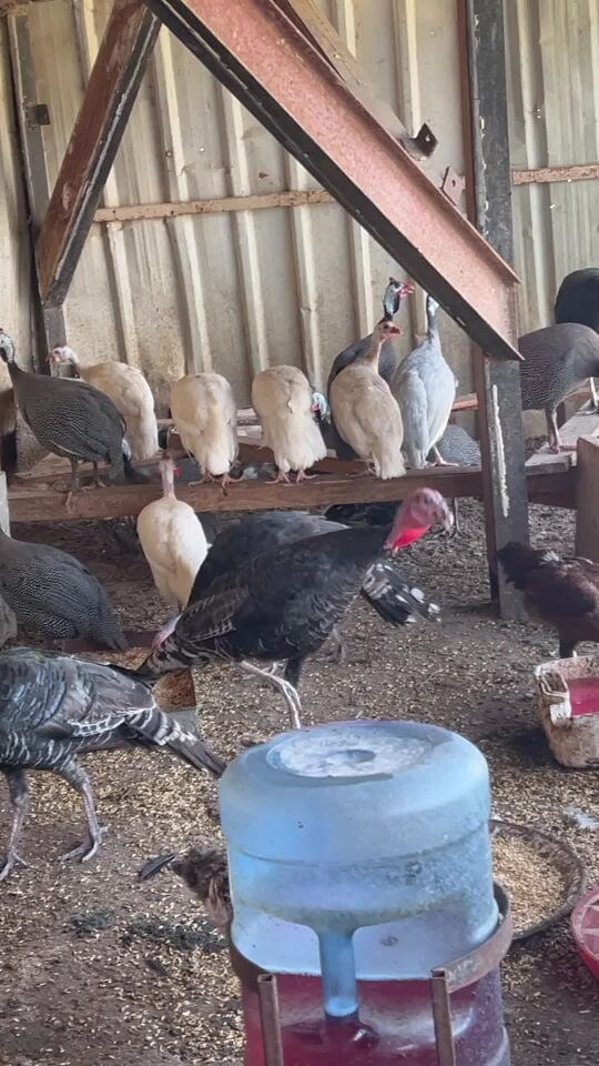 للبيع رقطه 